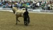 13 juin 2013 - Cadre noir de Saumur - Dressage d'un cheval