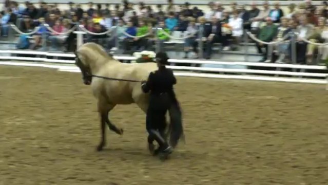 13 juin 2013 - Cadre noir de Saumur - Dressage d'un cheval