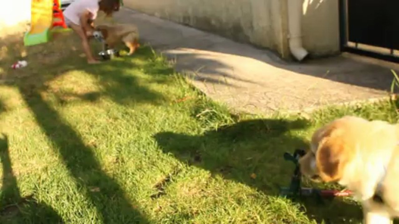 chiots I. Anse Malfalco hovawart 6 semaines