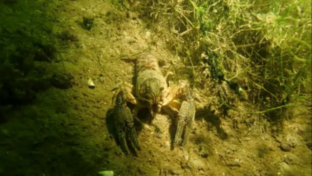 Fête du Nautilux - lac du Bourget - plage de Chatillon