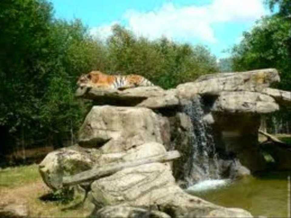 elicopt'amazonia