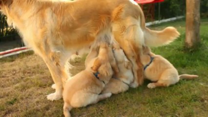têtée chiots I. hovawart Anse Malfaco