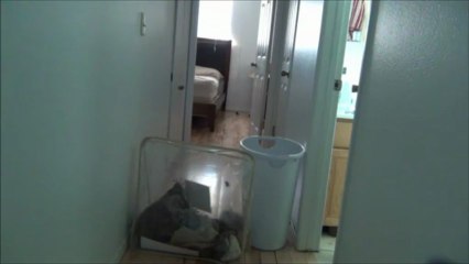 Primer reto del Señor Gato a bajar de peso