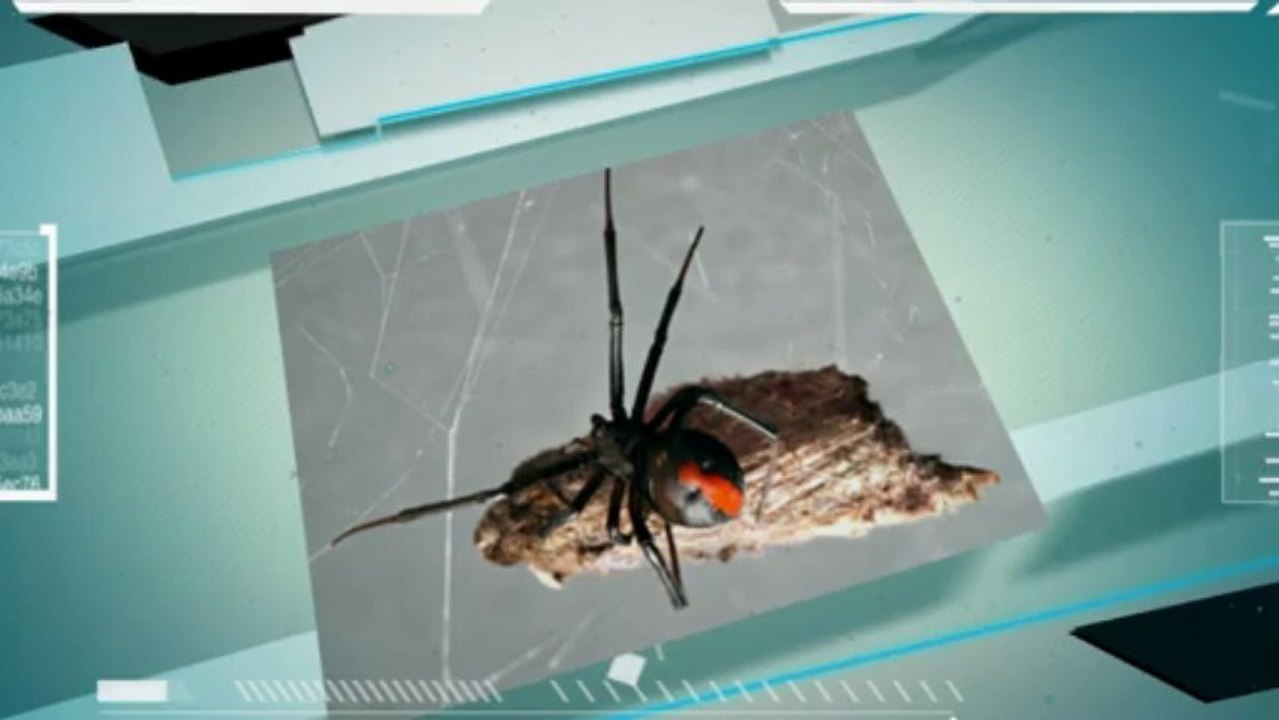 Spider Identification