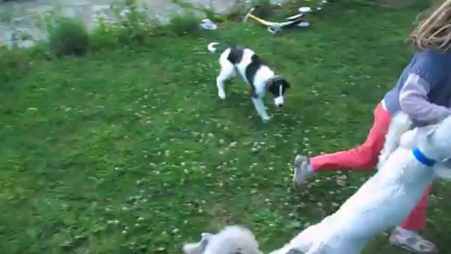 Ilona Barzoi, Du Joyau des Bois Bedlington-terrier