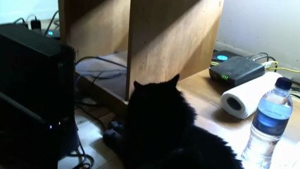 Un año más con senor Gato