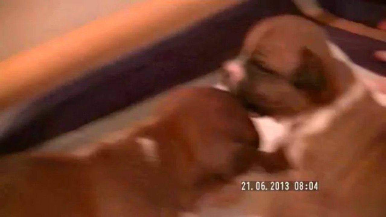 14. Chiot staffordshire bull terrier vidéo 14 de la 11ème portée de STAFFORDLAND