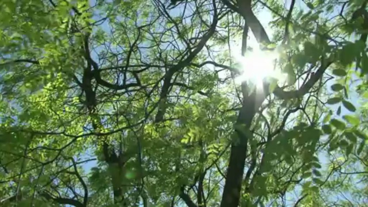 Les mosaïques des sols de Lisbonne menacées par la crise