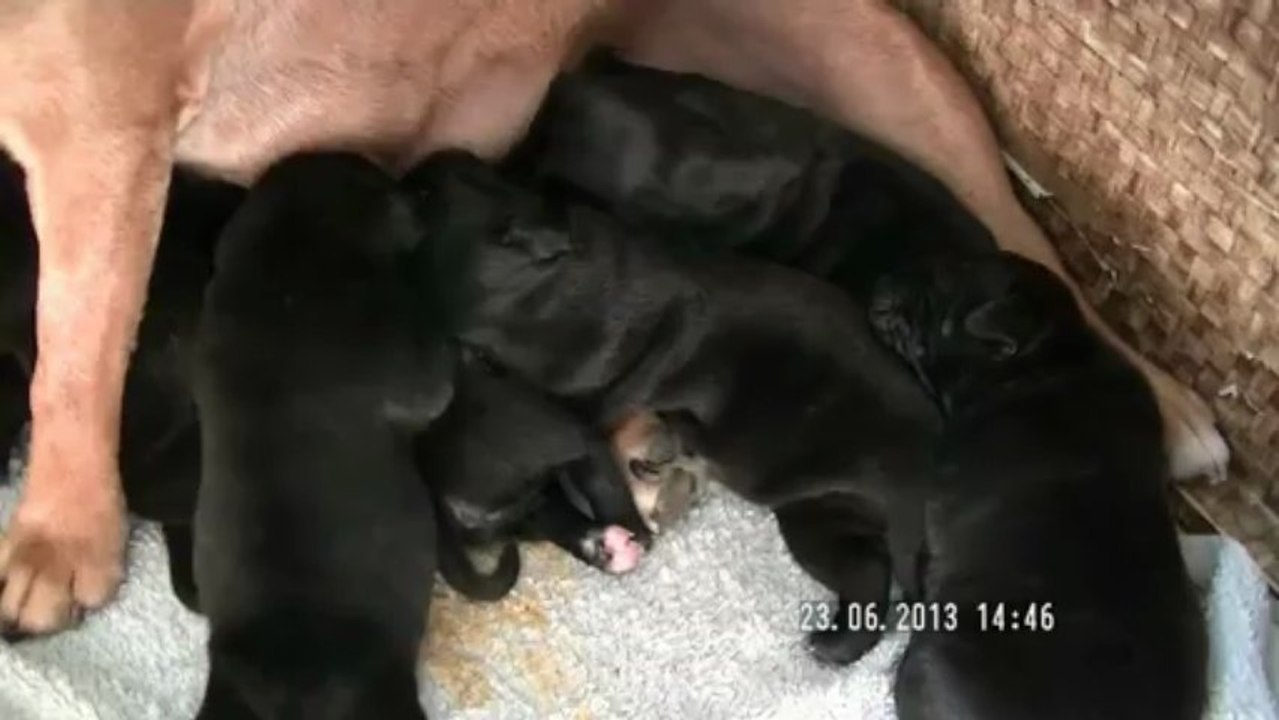 5. Chiot staffordshire bull terrier vidéo 5 de la 12ème portée de STAFFORDLAND