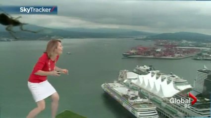 Une araignée fait peur à une présentatrice météo