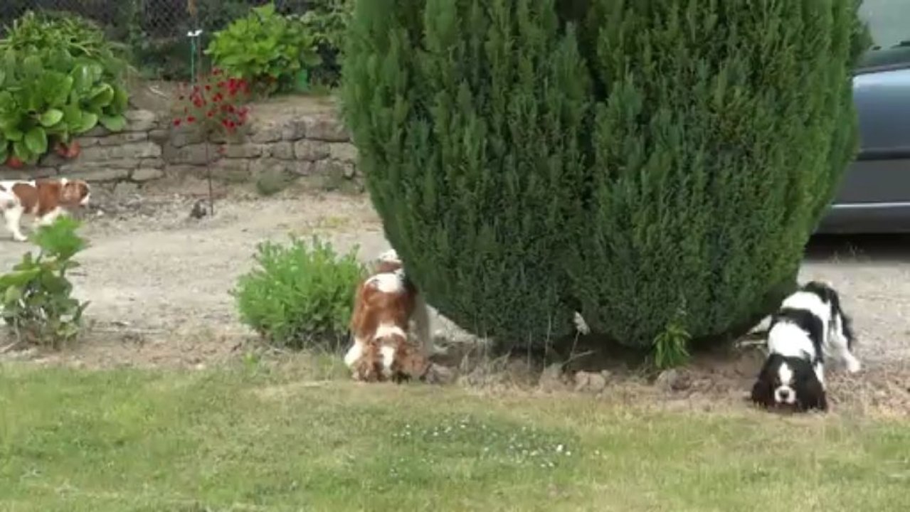 Lulu et les filles