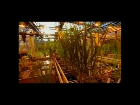 transgénicos: Anim y cultivos