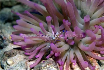 Why I Like Diving in Curacao
