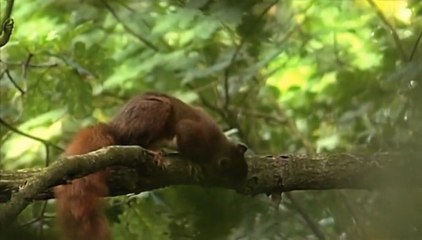 « Sous l’arbre, le mag-info de nos forêts » - Episode 1