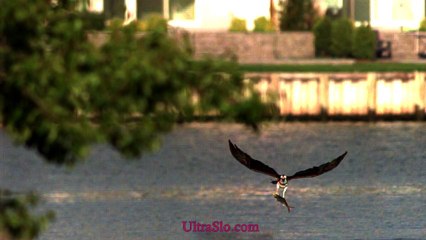 Osprey Vs fish in Slow Motion