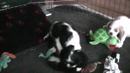 vive les copains !!!!!