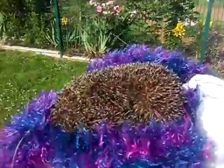 Hérisson pris au piège : sauvetage