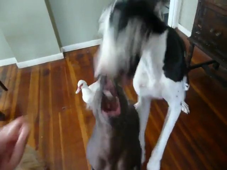 5 chiens, un canard et un chat... Tous bien dressés!