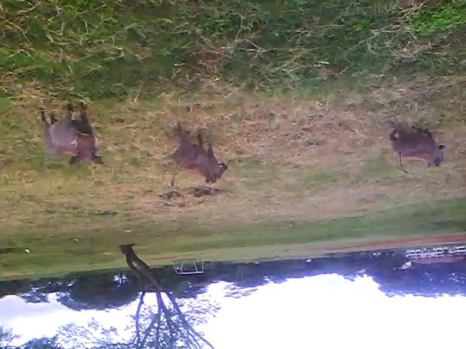 MMU Warthogs