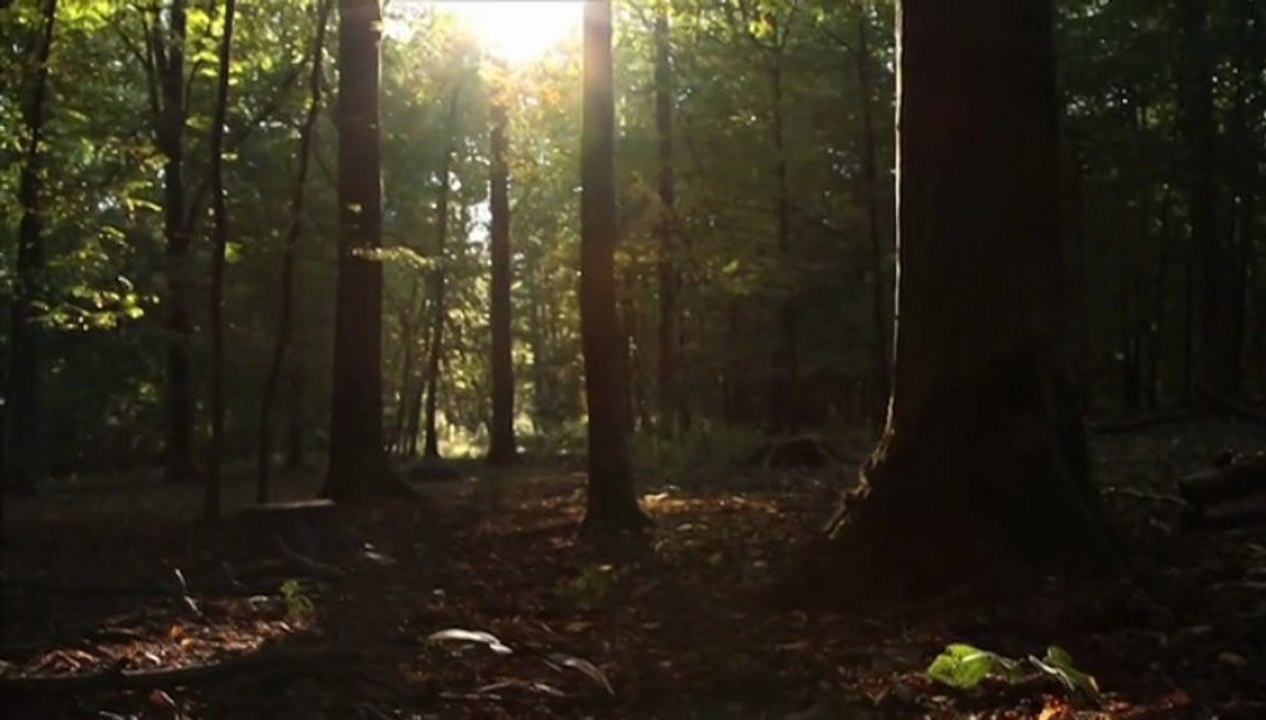 « Sous l’arbre, le mag-info de nos forêts » - Episode 2
