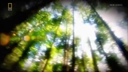 Paranatural: Bigfoot Encounters