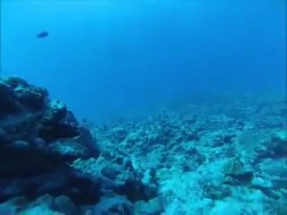 Rencontre avec le requin Citron Chrisrophe Tari