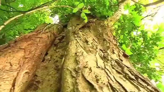 Les arbres remarquables dans le Bas-Rhin (CG67)