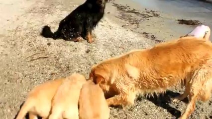 chiots I Anse Malfalco 7 semaines à la plage