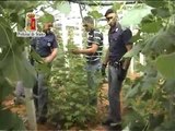 Niscemi (CL) - Scoperta piantagione di cannabis -2- (24.06.13)