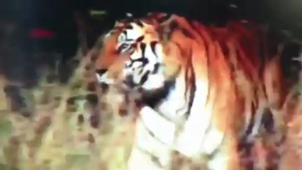 Kill's Highlights from June 25, 2013, 5:45 PM