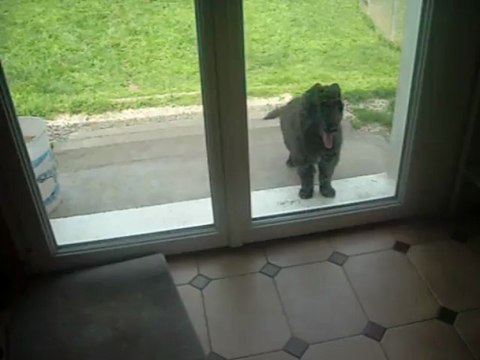 25 juin 2013 (9 semaines) : mâle rose à la porte (1ère phase)