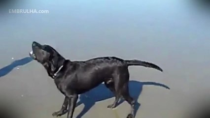 Cão atira água do rabo - EMBRULHA.com