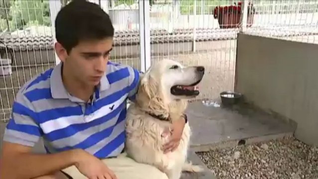 TV3 - Telenotícies migdia - Hotel per a gossos