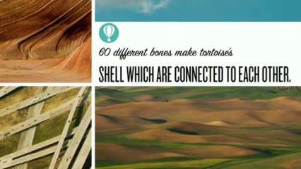 10 Fascinating Facts About Tortoises 🐢