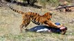 Tiger Attacks Man: Real Tiger Attack Stunt