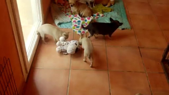 Les bébés chihuahuas 25 06 2013