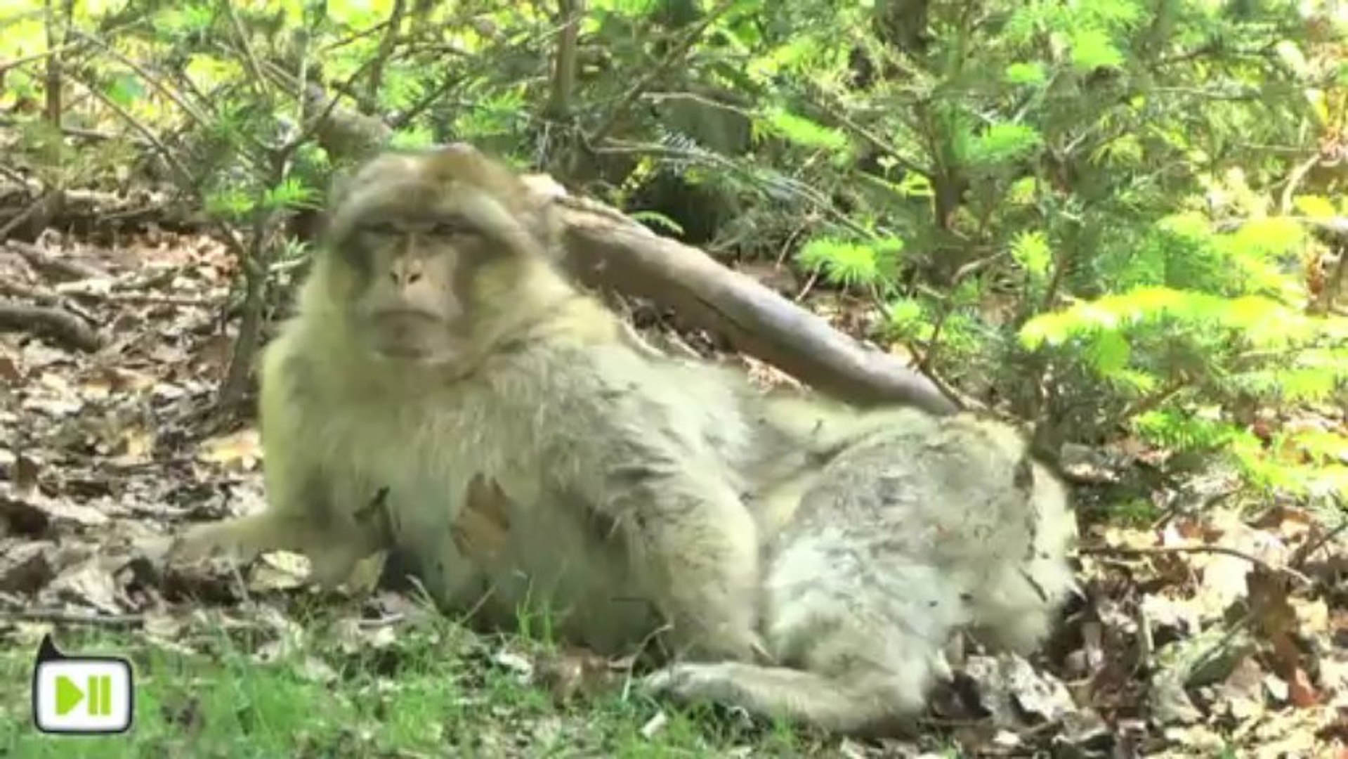 La Montagne Des Singes Le Macaque De Barbarie