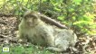 La Montagne des Singes (le macaque de Barbarie)