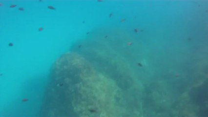 Castagnoles à Cala d'Albarca Ibiza