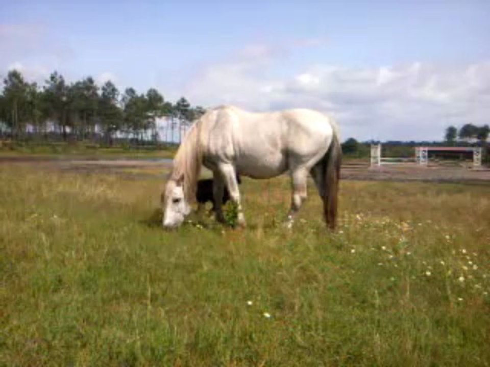 Orient boite, Fun veille