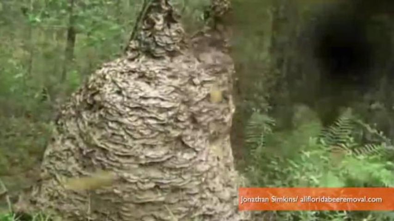 'Jurassic' Wasp Nest Could Hold 1 Million Wasps