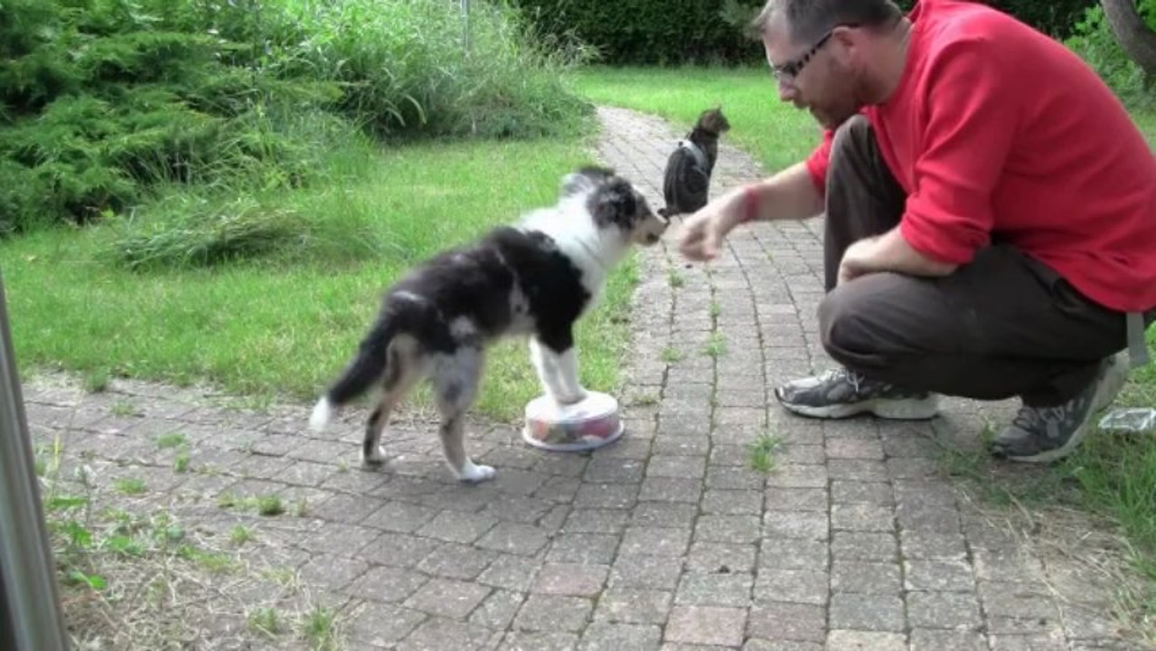 iokko apprentissage heeling sceance 4 - 4 mois et demi