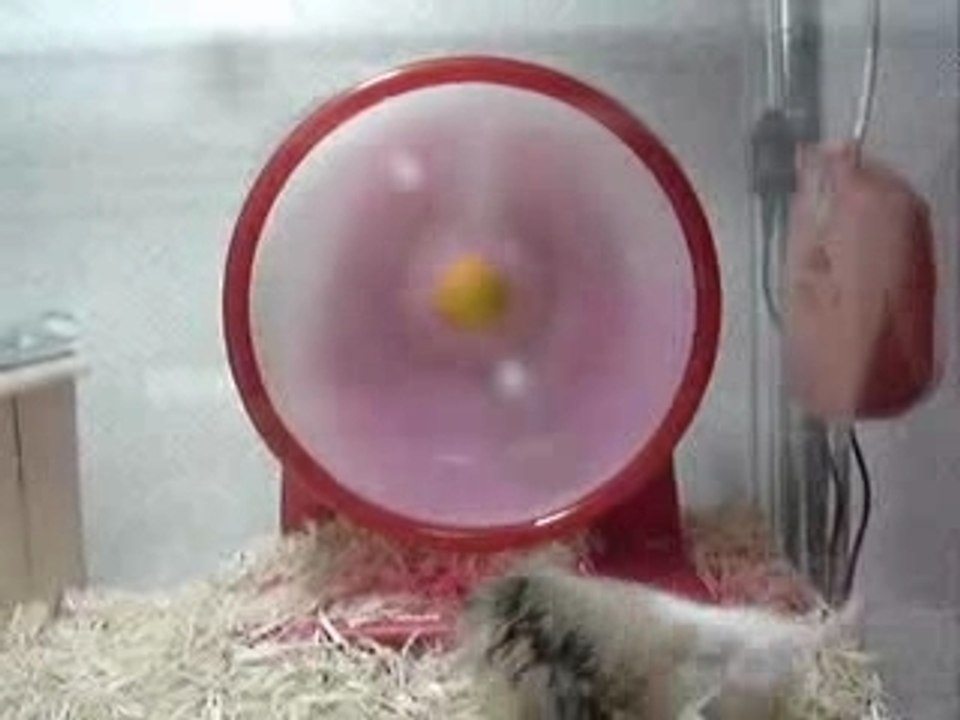hamster le + rapide