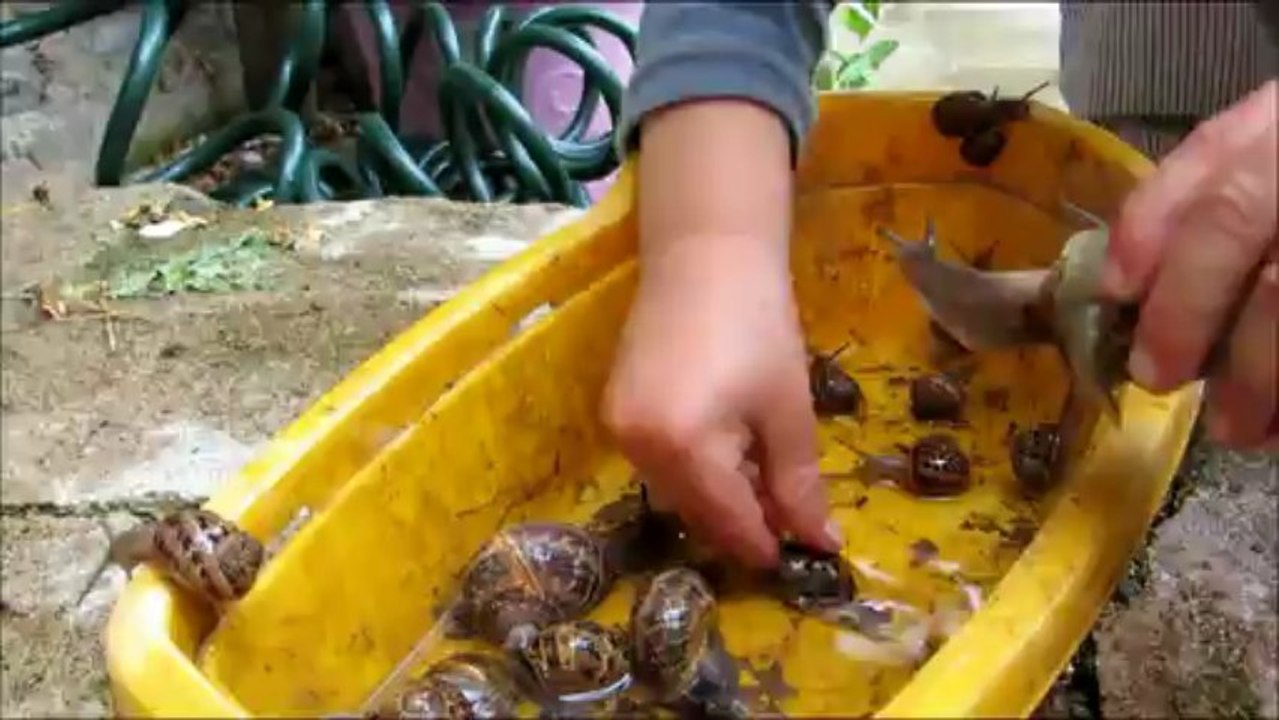 Les escargots