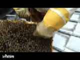 A la découverte des abeilles du toit de l'opéra de Paris