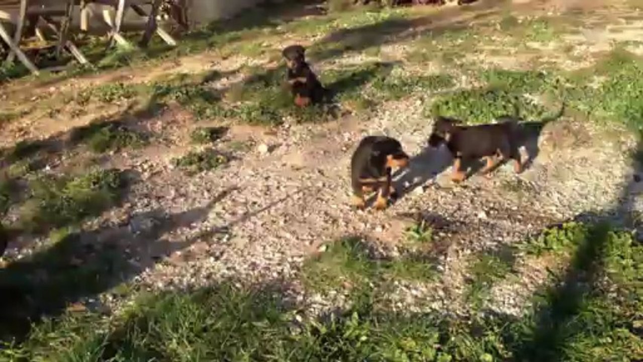 Chiots Abby 2011