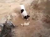 Un chien enterre son chiot mort.