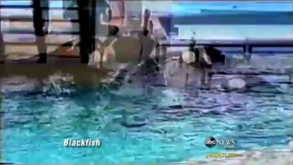 Should Killer Whales Be Tourist Attractions?