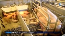 L'enquête du Grand Soir 3 : la route du cochon