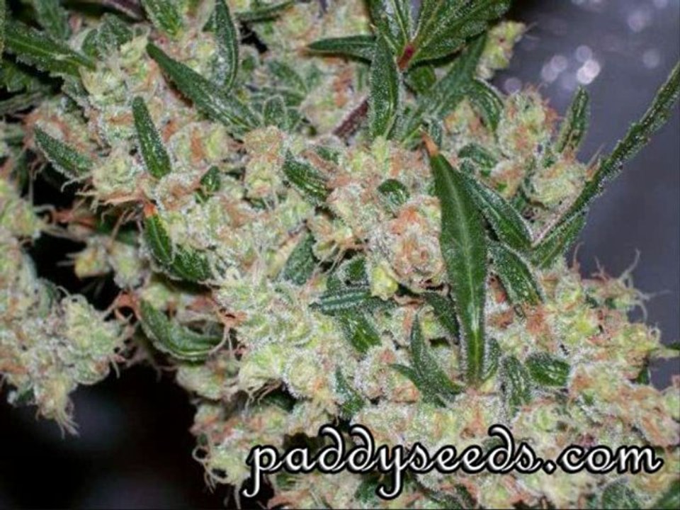 graines de cannabis paypal